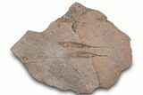 Eocrinoid (Ascocystites) Mortality Plate - Ordovician #305167-1